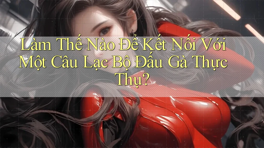Làm Thế Nào Để Kết Nối Với Một Câu Lạc Bộ Đấu Gà Thực Thụ? Làm Thế Nào Để Kết Nối Với Một Câu Lạc Bộ Đấu Gà Thực Thụ?